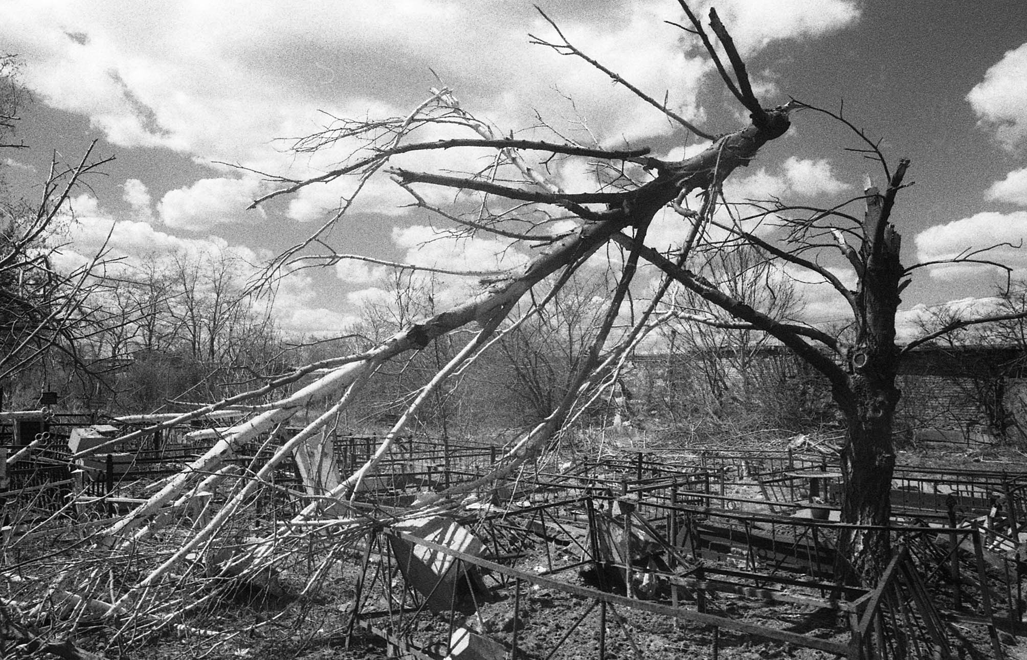 60° giorno dell’invasione - Albero al cimitero Tairovskij.