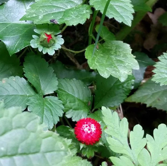 potentilla