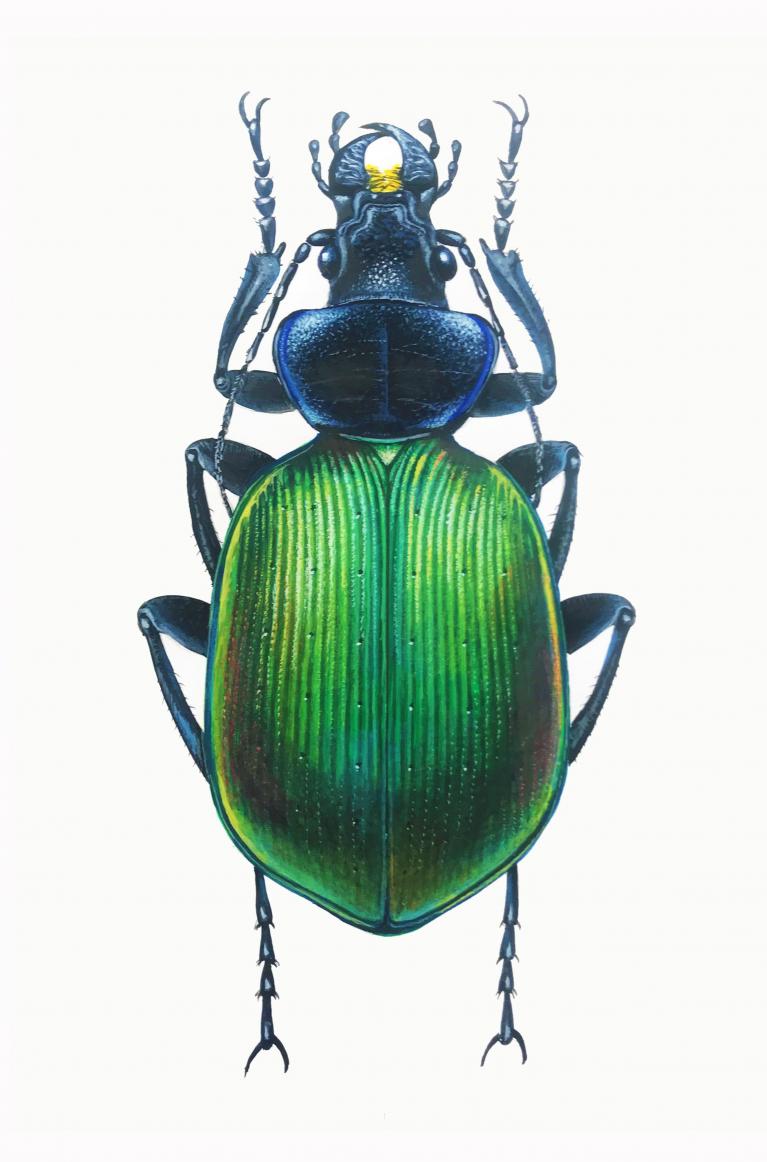 Daniele Verucchi, Calosoma sycophanta