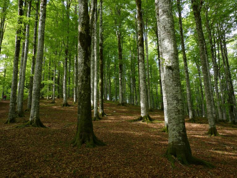 Le faggete del bosco del Cansiglio.