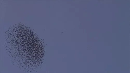 Armin Linke, Flocking