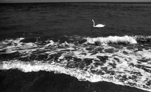 96° giorno dell’invasione - Cigno bianco in mare.