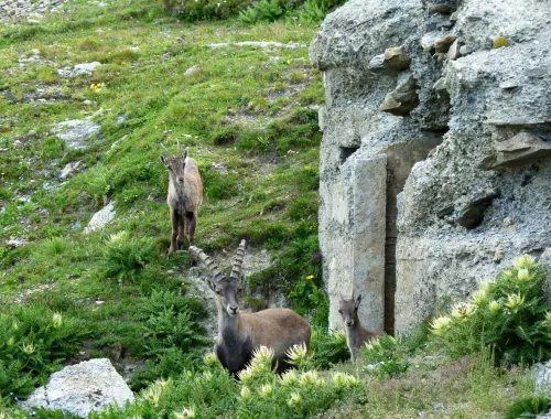Stambecchi intorno alla Casamatta degli alpini sul Col des Chavannes.